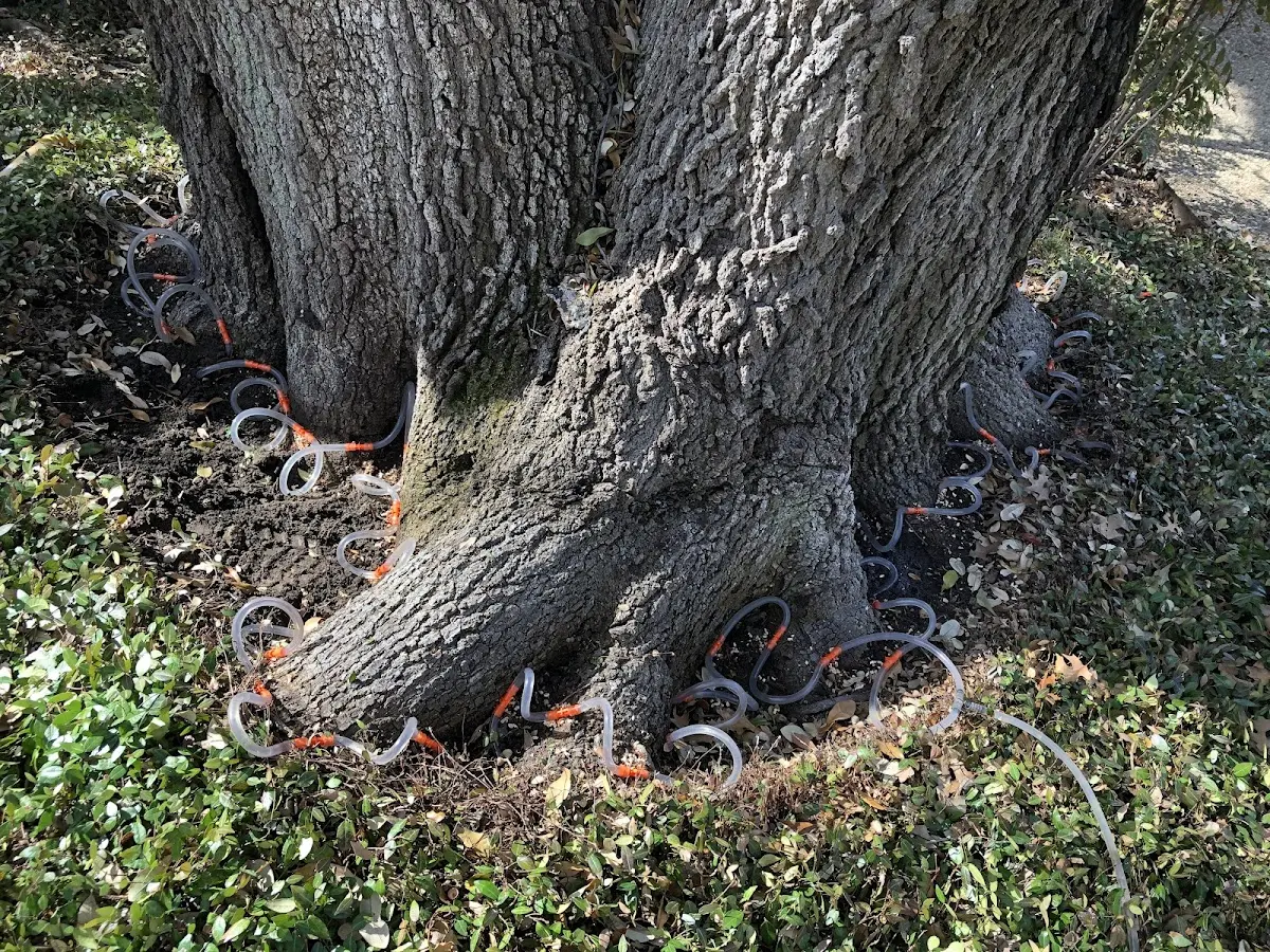 Detailed Tree Cabling and Bracing job site in South Montrose