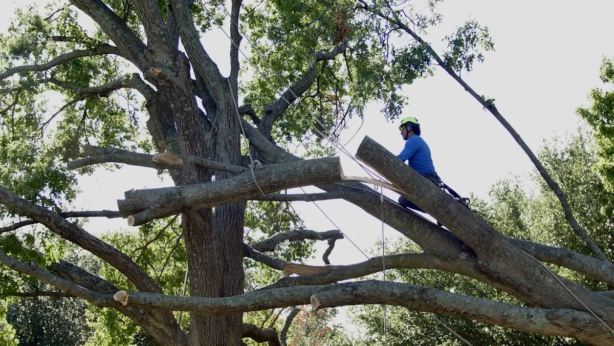 Professional Crown Thinning performed by certified arborists in South Montrose
