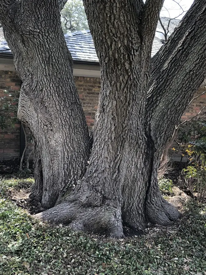 Mature heritage tree close to a South Montrose property cared for by certified arborists