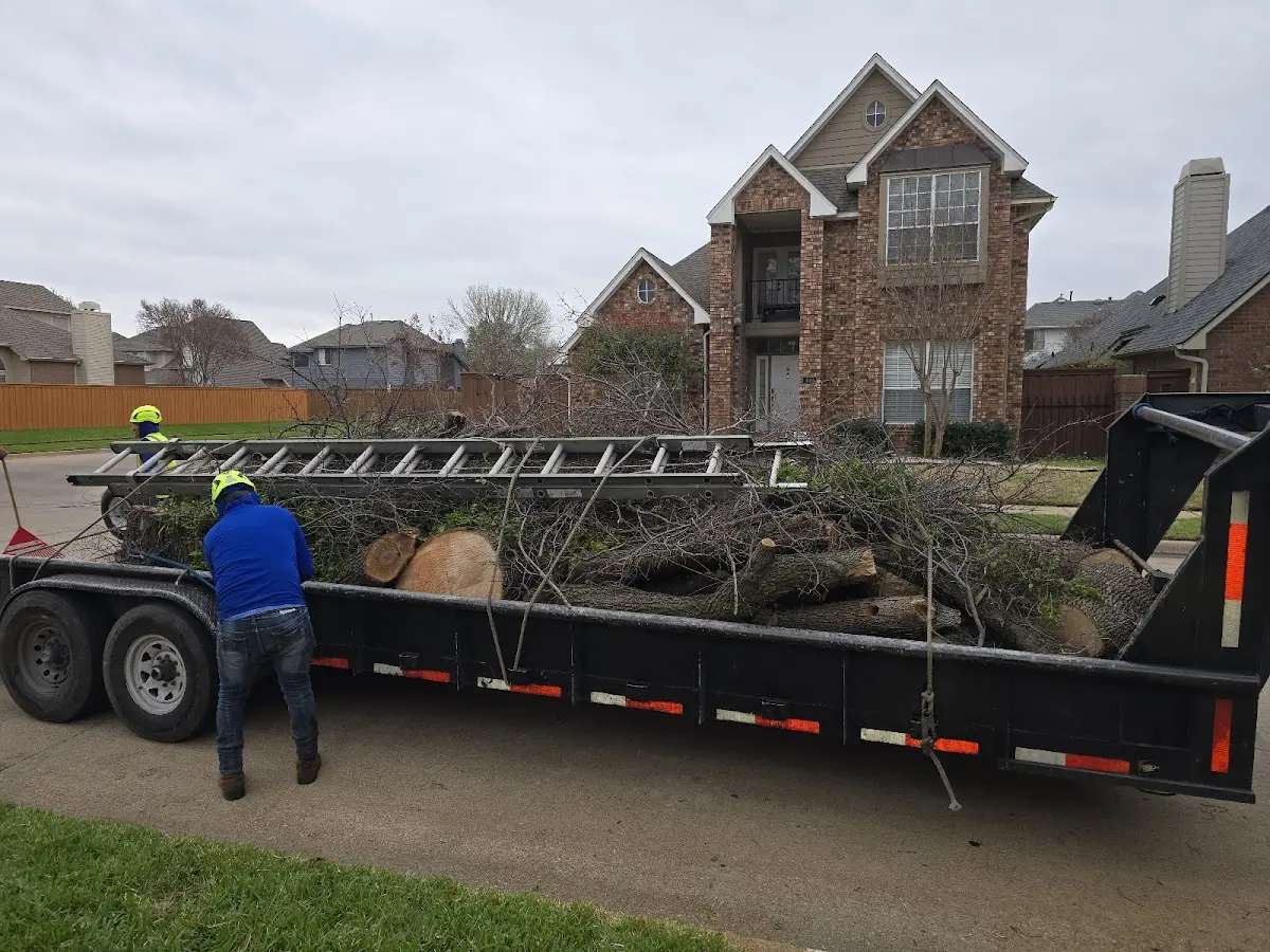 Expert Tree Pest Control with proper safety equipment in South Montrose